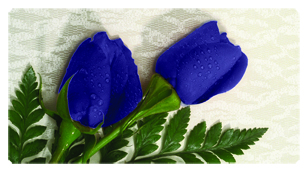 DSC700 055 2 Roses Purple